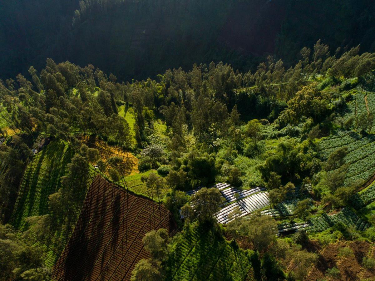 Отель Plataran Bromo Ngadiwano Экстерьер фото